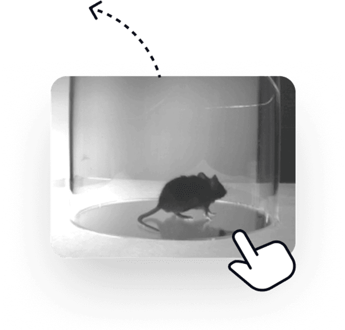 An example analysis video of a mouse moving inside an open-field box.